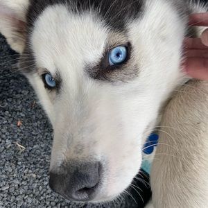 Meet your Posher, Tamara